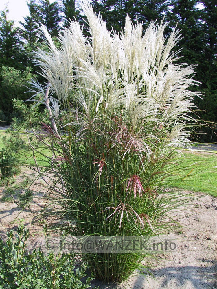 Miscanthus sinensis Kleine Fontaene 02.jpg